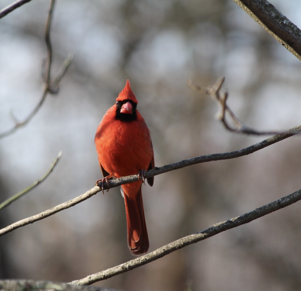 Cardinal enjoying this beautiful sunshine by essiesue