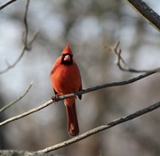 21st Feb 2024 - Cardinal enjoying this beautiful sunshine