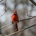 Cardinal enjoying this beautiful sunshine