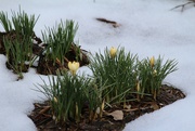 20th Jan 2024 - Sign that Spring is on the way