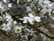 17th Feb 2024 - Blackthorn  blossom 