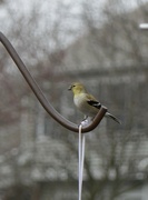 21st Feb 2024 - Goldfinch 