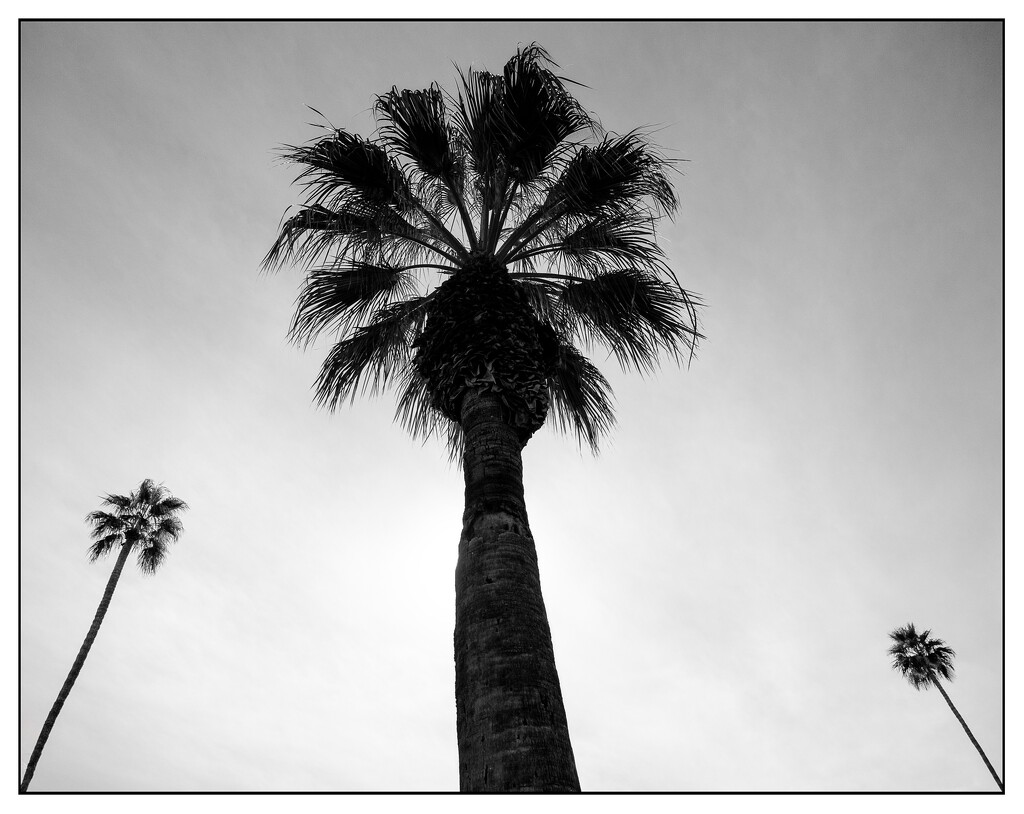 Palm Trees by cdcook48