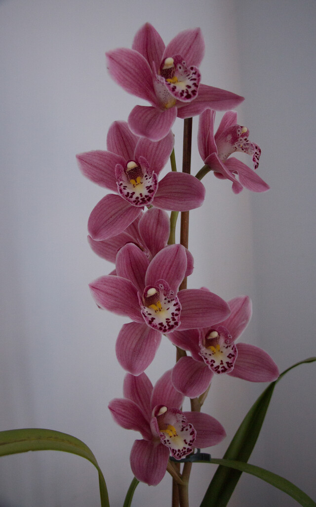 Orchid in full bloom by busylady