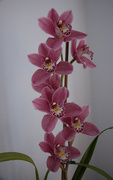 21st Feb 2024 - Orchid in full bloom