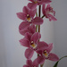 Orchid in full bloom