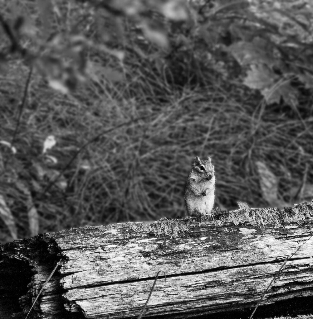 Chippie on a log by joansmor