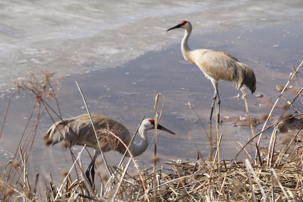 Sandhill cranes by mltrotter