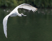 18th Feb 2024 - Spoonbill stretching his wings