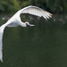 Spoonbill stretching his wings by creative_shots