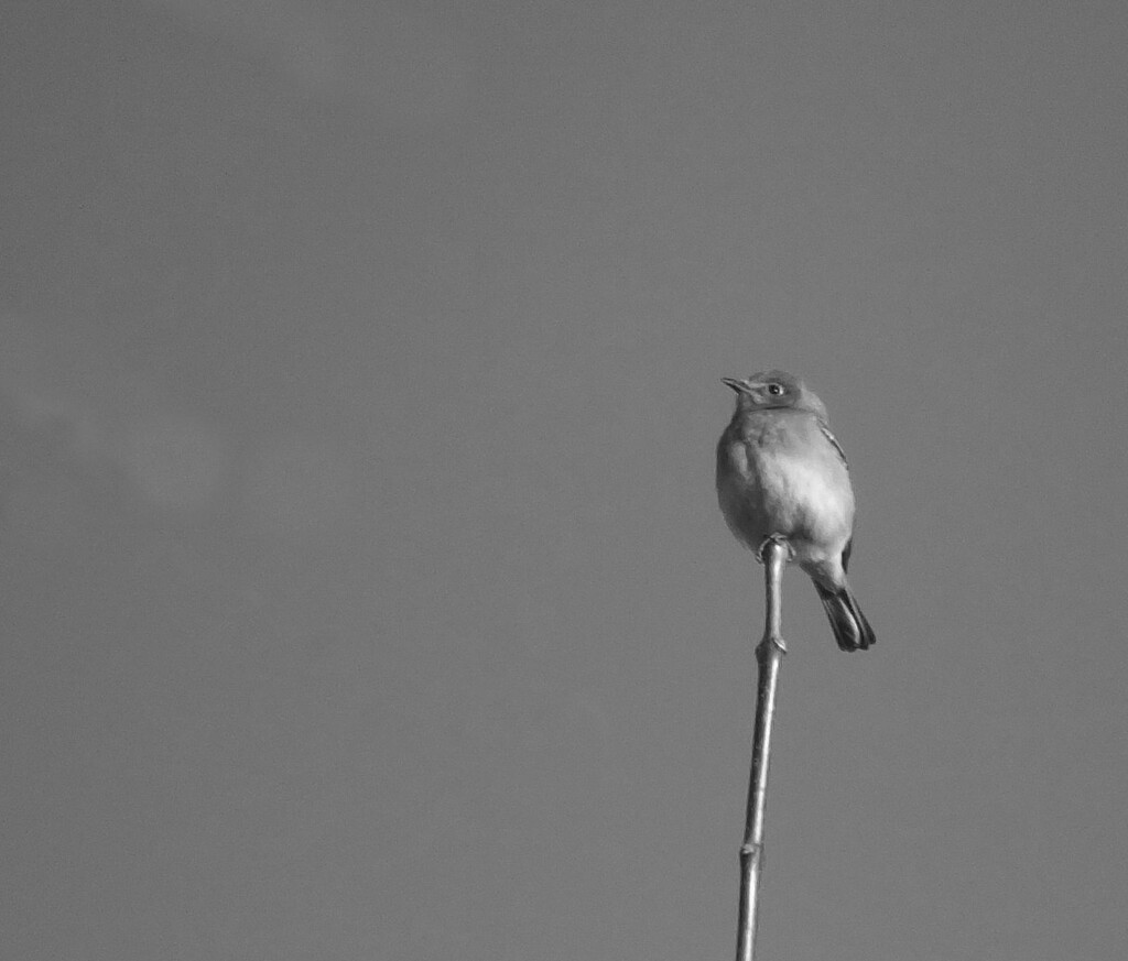 Balanced Bird by linnypinny