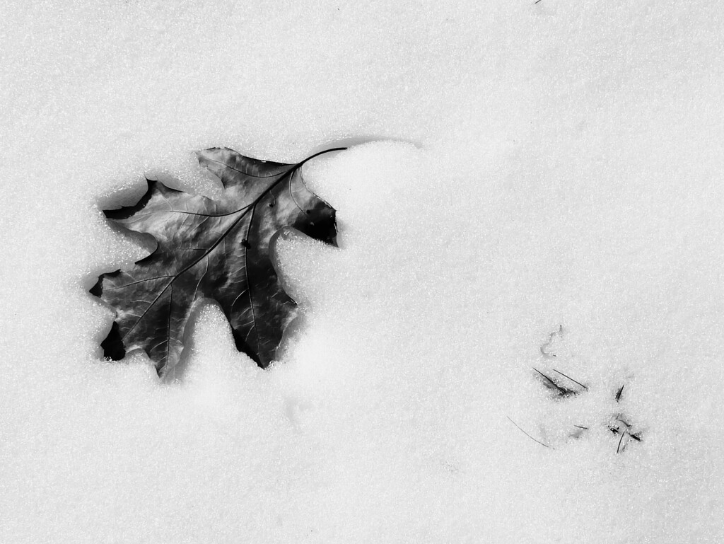 leaf in snow, b&w by amyk