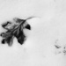 leaf in snow, b&w by amyk