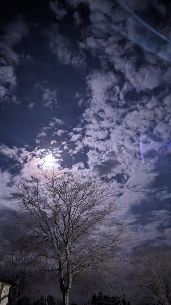 Moonlight by julie
