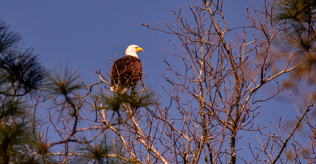 Bald Eagle Away from the Nest! by rickster549