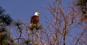 21st Feb 2024 - Bald Eagle Away from the Nest!