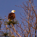 Bald Eagle Away from the Nest!