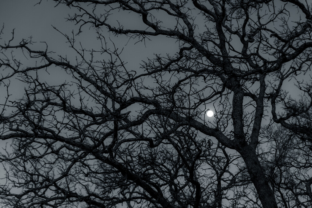 052 - The Night Tree by emrob