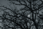 21st Feb 2024 - 052 - The Night Tree