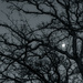052 - The Night Tree by emrob