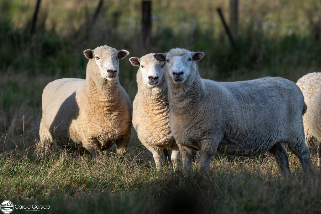 Those nosy sheep again by yorkshirekiwi