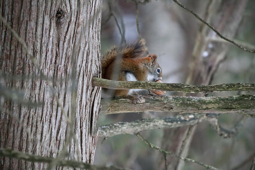 Red Squirrel with Walnut  by princessicajessica