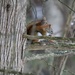 Red Squirrel with Walnut  by princessicajessica