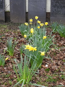 11th Feb 2024 - Daffodils