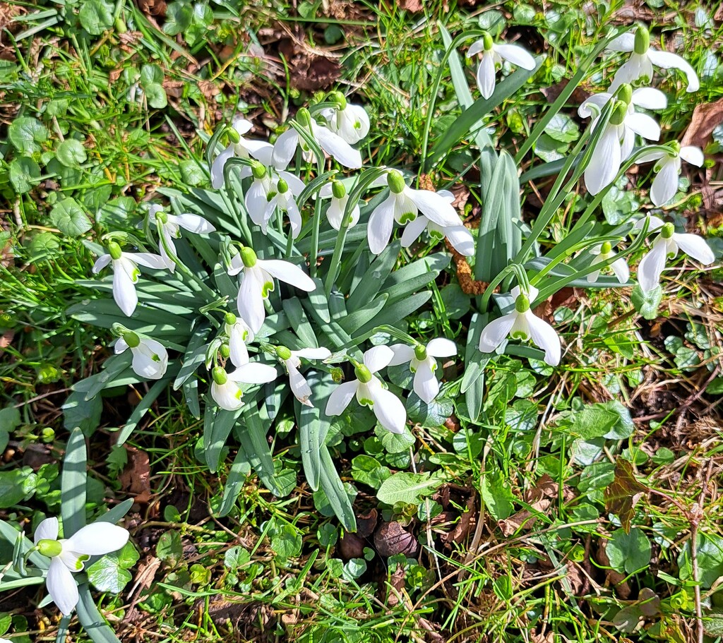 snowdrops by lydiakupi