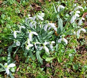 22nd Feb 2024 - snowdrops