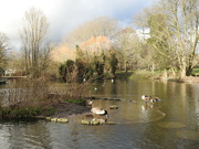 16th Feb 2024 - Vernon Park Pond