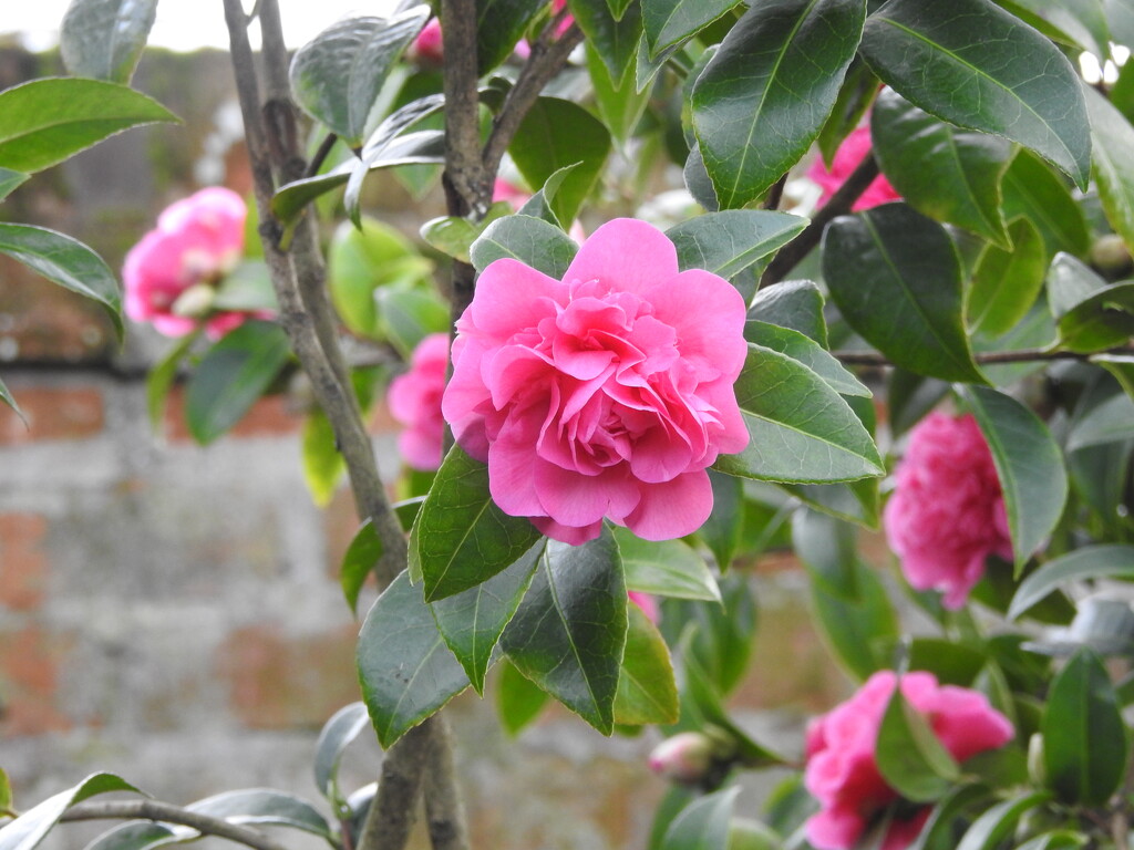 camellia by oldjosh