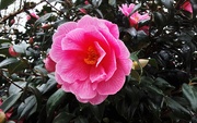 22nd Feb 2024 - A beautiful pink Camellia flower.