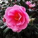 A beautiful pink Camellia flower. by grace55