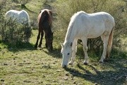 21st Feb 2024 - 2 21 Wild Horses Tonto NF