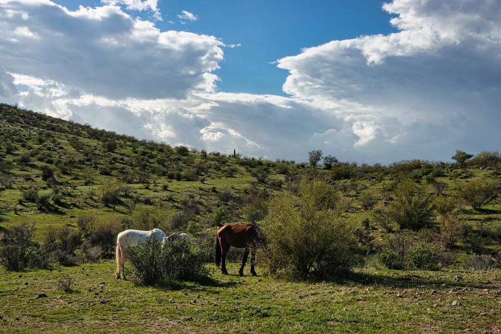 2 21 Wild Horses grazing by sandlily