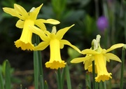 22nd Feb 2024 - Daffodils