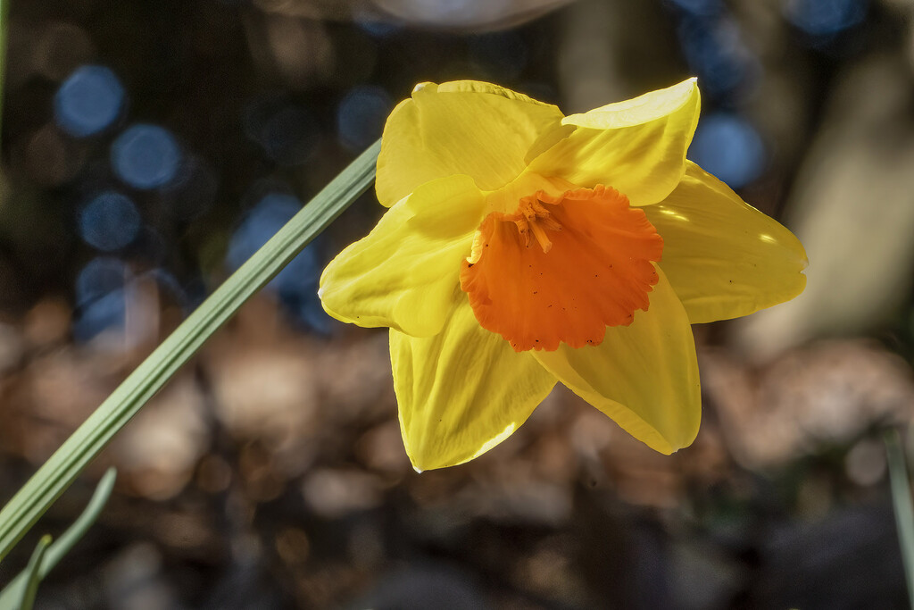 Daffodil by k9photo