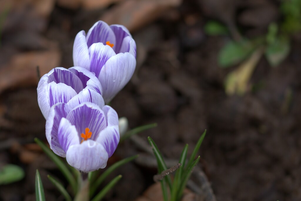 crocuses by ollyfran