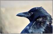 22nd Feb 2024 - Just a crow