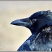 Just a crow by craftymeg