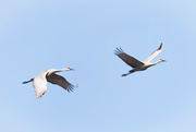 22nd Feb 2024 - Sandhill cranes