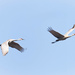 Sandhill cranes