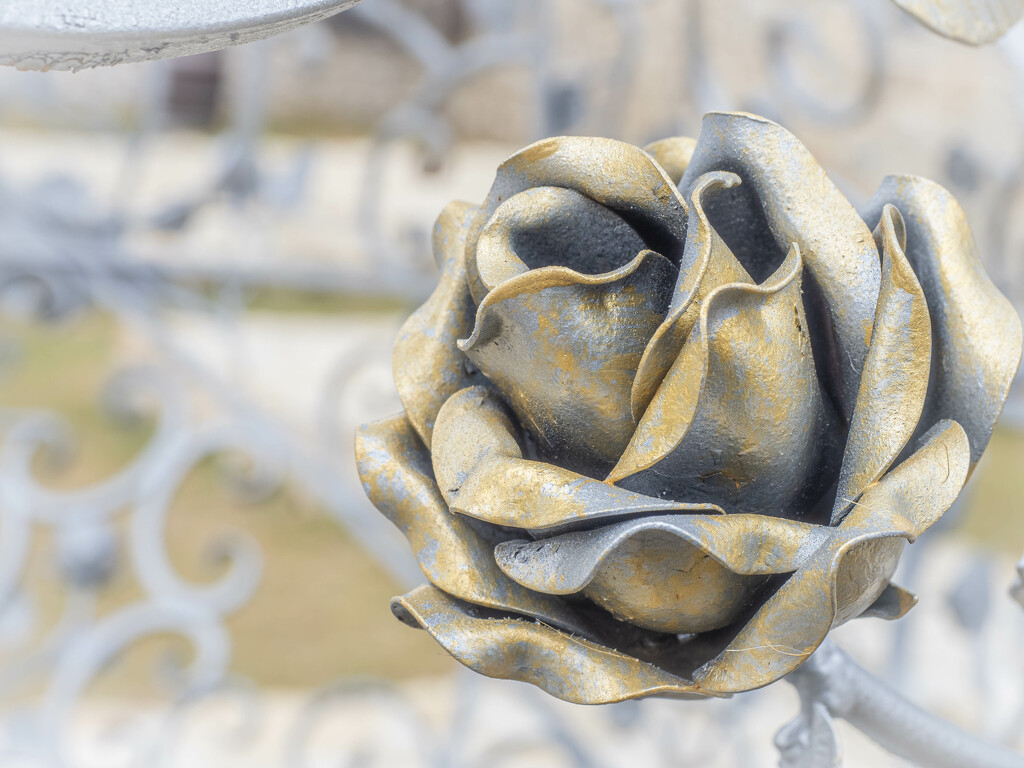 The iron rose by haskar