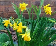 22nd Feb 2024 - Daffodils in the rain 
