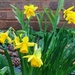 Daffodils in the rain 
