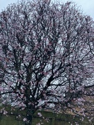 22nd Feb 2024 - Cherry Blossom Tree