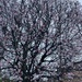 Cherry Blossom Tree by cataylor41