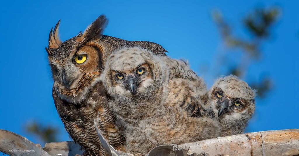 Great Horned Owls by photographycrazy