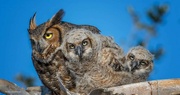 22nd Feb 2024 - Great Horned Owls